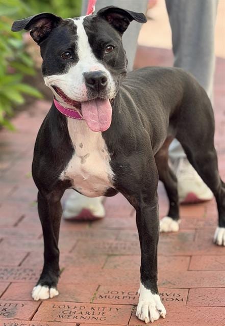 Photo of Victoria, adoptable Pit Bull Terrier in Canfield, Ohio