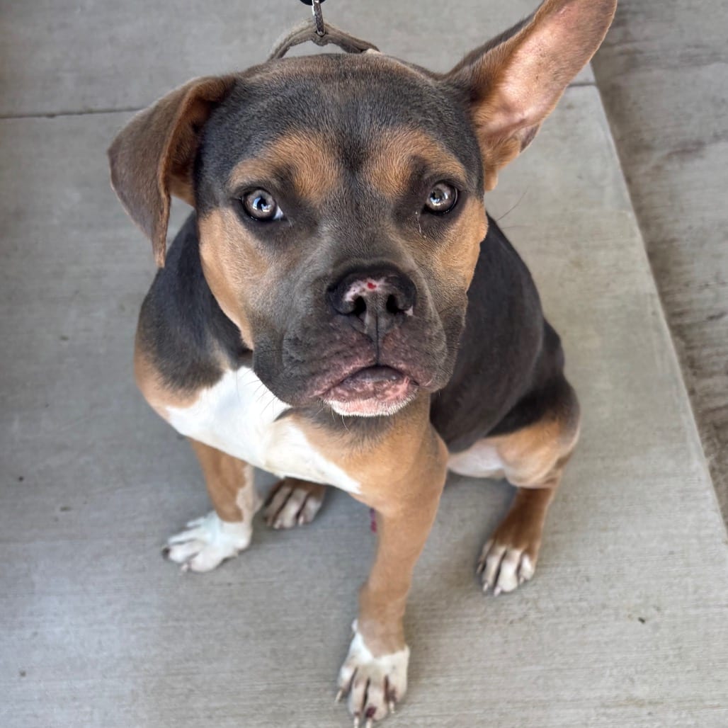 Photo of Peter B, adoptable dog