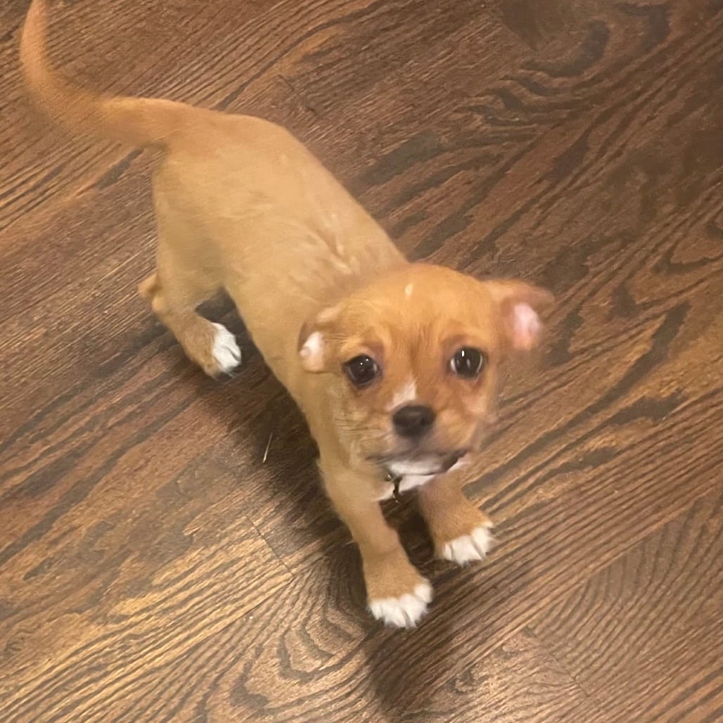 Photo of Barney, adoptable Chihuahua in Georgia, Georgia