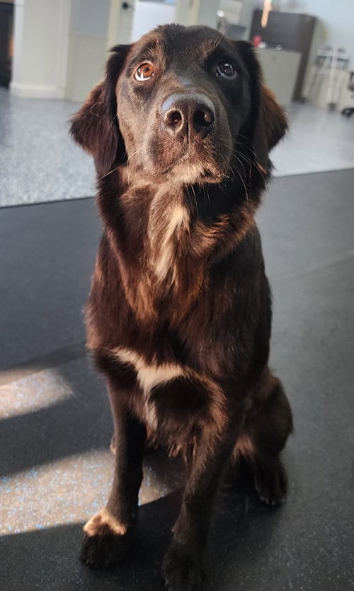 Photo of Bella, adoptable Golden Retriever in Buffalo, Minnesota