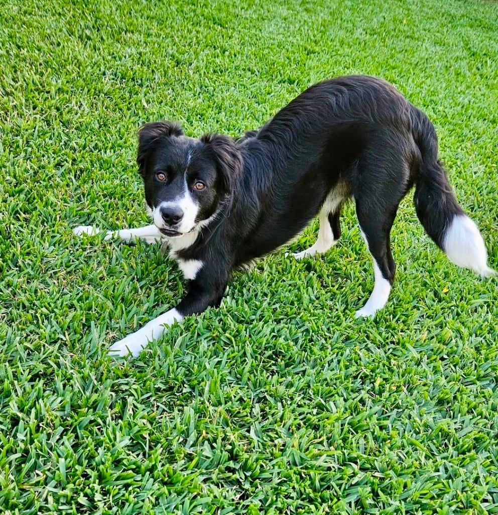 Photo of Ace, adoptable Border Collie in Texas