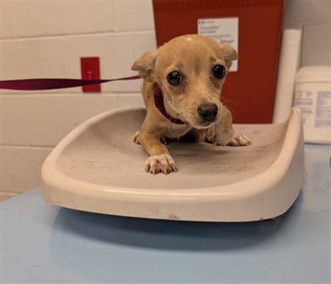 Photo of Pookie, adoptable Chihuahua in Mesa, Arizona