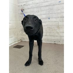 Photo of Chief, adoptable German Shepherd Dog in San Bernardino, California