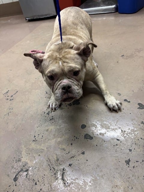 Photo of China, adoptable French Bulldog in Chicago, Illinois