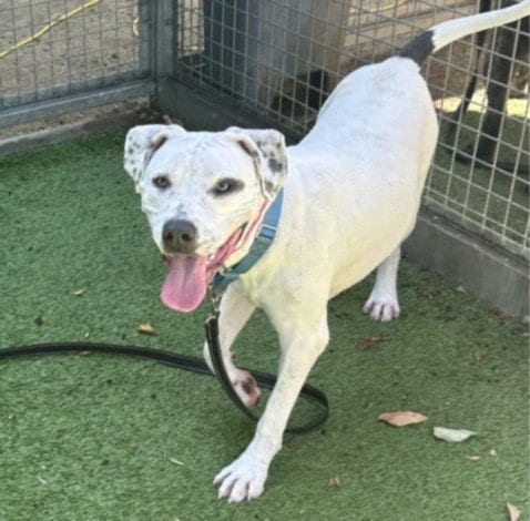 Photo of Vanica, adoptable Pit Bull Terrier in Van Nuys, California