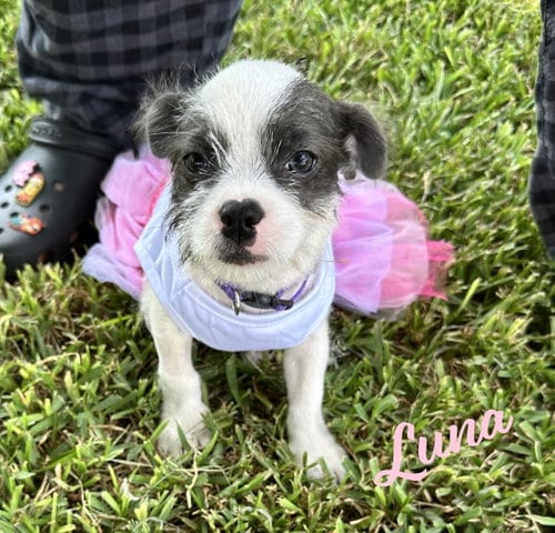 Photo of Luna #plush-toy-litter, adoptable Jack Russell Terrier in HOUSTON, Texas