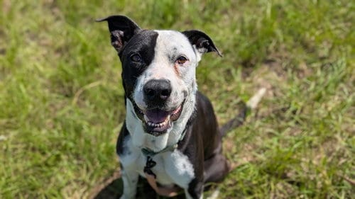 Photo of Goose, adoptable American Pit Bull Terrier in Ocala, Florida