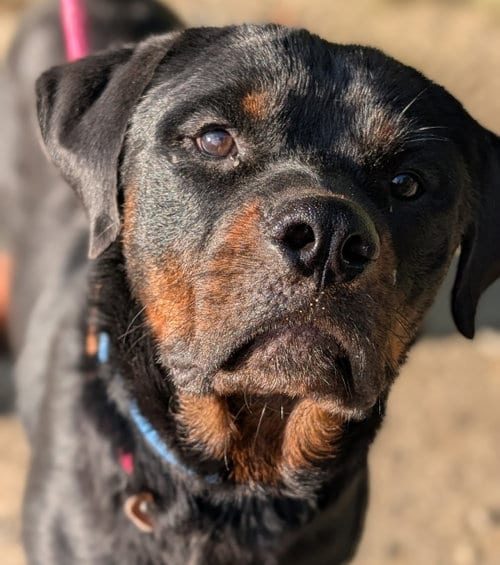 Photo of Yogi, adoptable Rottweiler in Hillsboro, New Hampshire