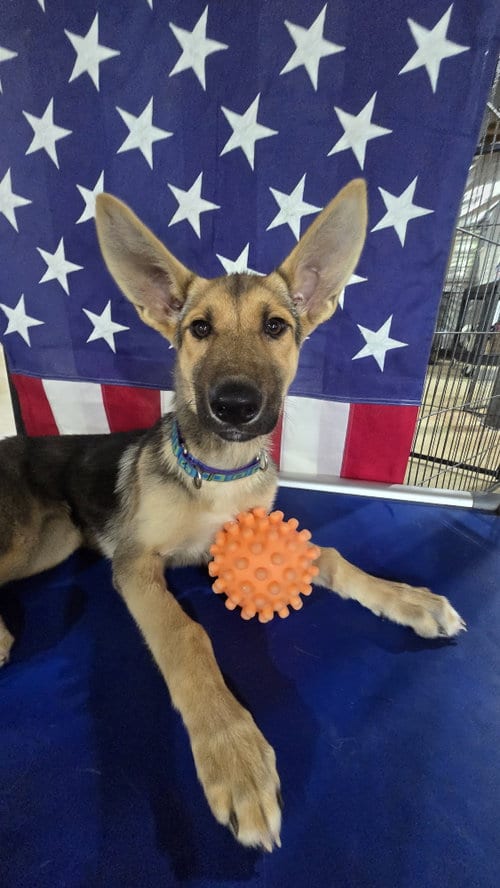 Photo of Hermione 7322, adoptable German Shepherd Dog in Centreville, Virginia