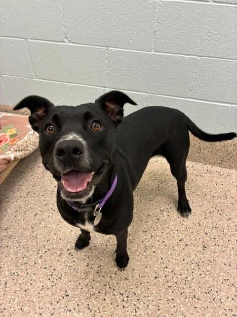 Photo of Lilo Lilac, adoptable Pit Bull Terrier in Brighton, Colorado
