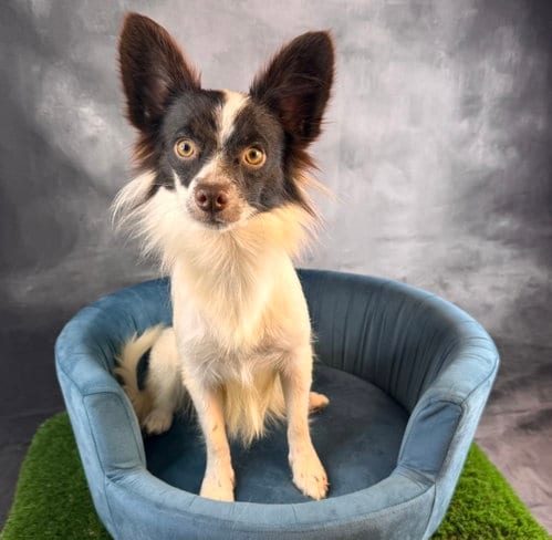 Photo of Echo, adoptable Papillon in Garland, Texas