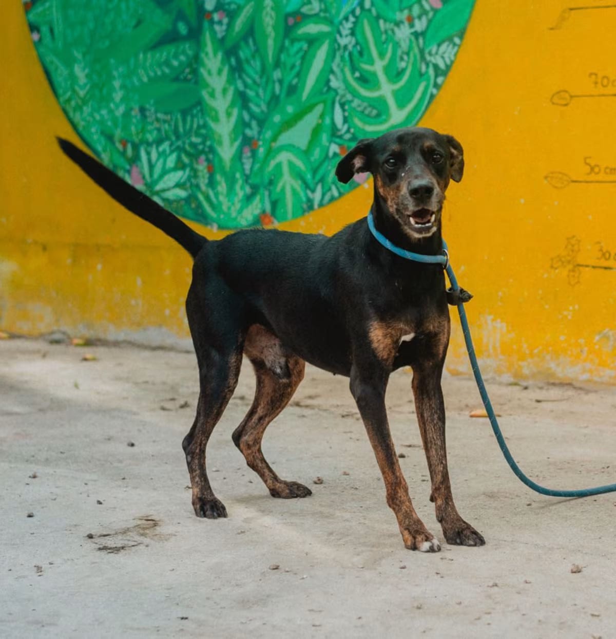Photo of Shadow, adoptable Doberman Pinscher/Whippet in New York, New York