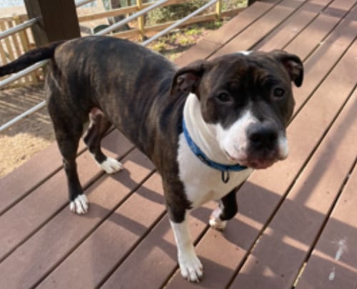 Photo of Coco, adoptable American Bulldog in Atlanta, Georgia