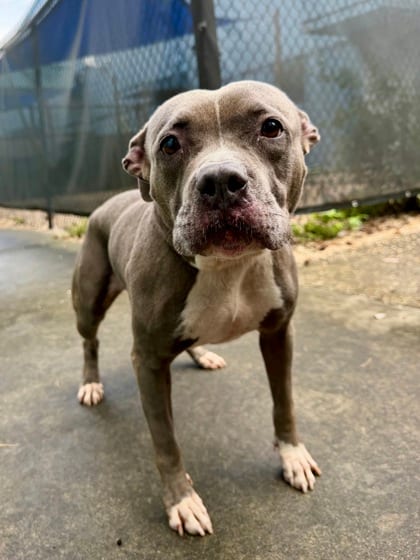 Photo of Roxie, adoptable Terrier in New Orleans, Louisiana