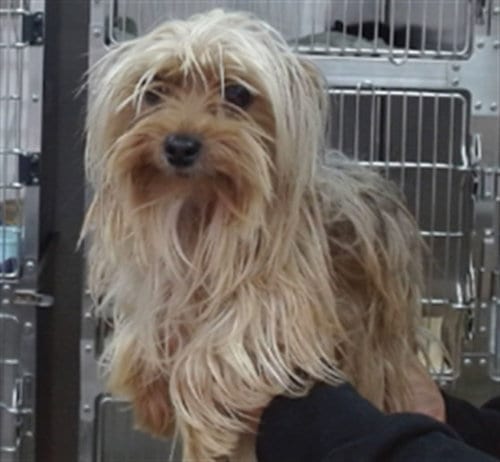 Photo of Stormy, adoptable Yorkshire Terrier Yorkie in Salinas, California