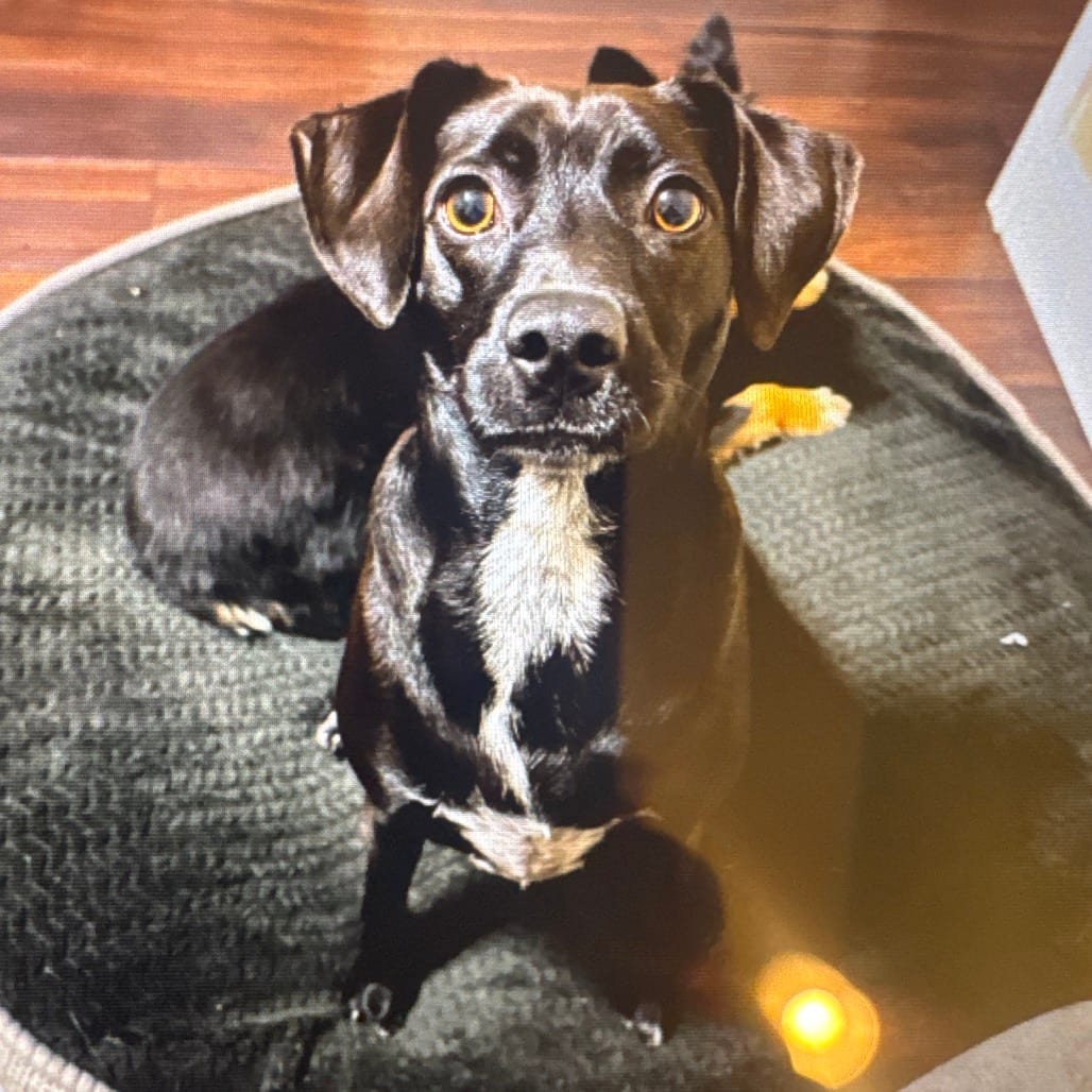 Photo of Breezy, adoptable Terrier, Rat / Mixed Breed (Medium)