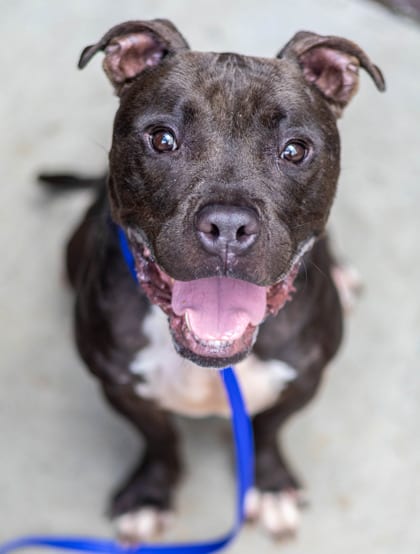 Photo of Chase, adoptable dog in Chamblee, Georgia