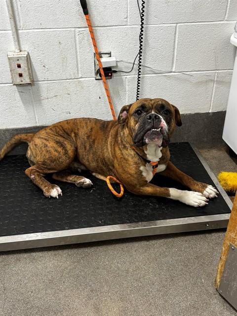 Photo of Sadie, adoptable Boxer in Forestville, Maryland