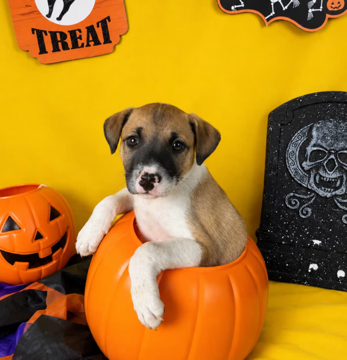 Photo of Bella, adoptable Jack Russell Terrier in Fresno, California