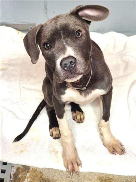 Photo of Taz, adoptable Staffordshire Bull Terrier in Houston, Texas
