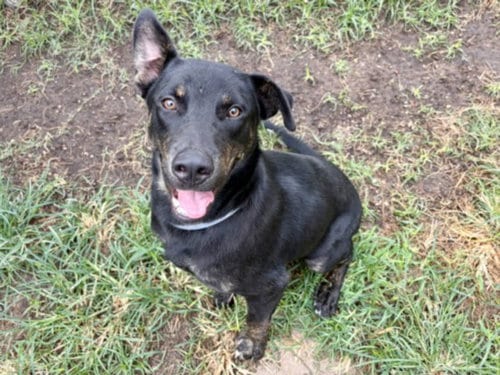 Photo of Bruno, adoptable Labrador Retriever in Houston, Texas