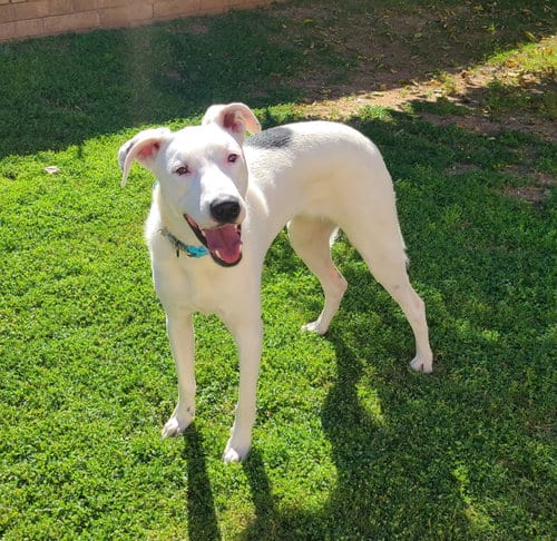 Photo of Goose, adoptable Border Collie in Mesa, Arizona
