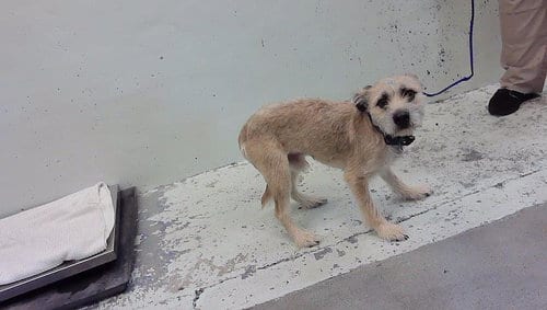 Photo of Ace, adoptable Miniature Schnauzer in Houston, Texas