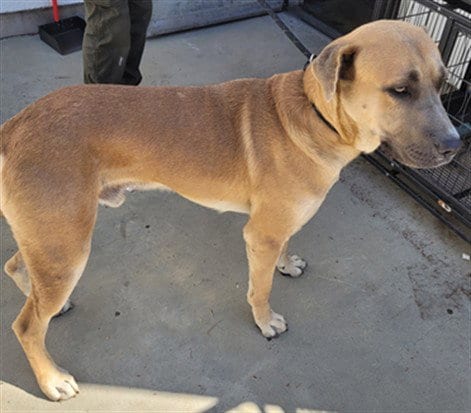 Photo of Tommy, adoptable Anatolian Shepherd in Van Nuys, California