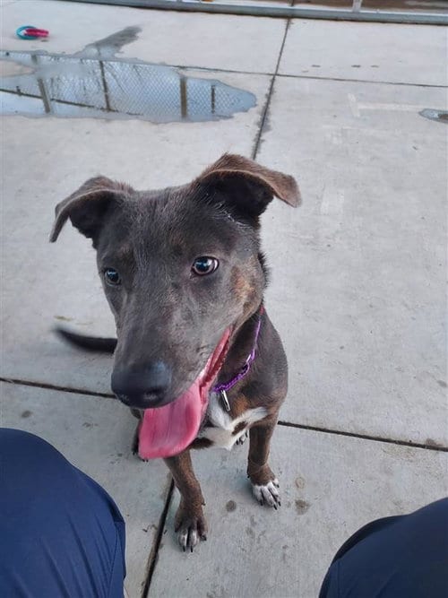 Photo of Lucy, adoptable Australian Kelpie in Elk Grove, California