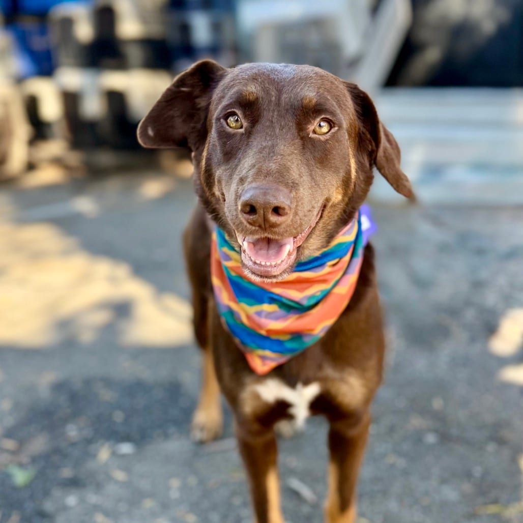 Photo of Paisley, adoptable Mixed Breed (Medium) in San Francisco, California