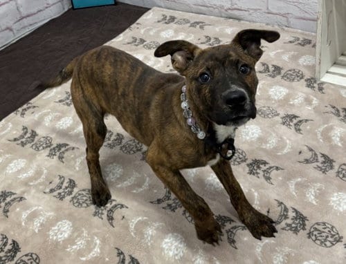 Photo of Badu, adoptable American Staffordshire Terrier in Detroit, Michigan