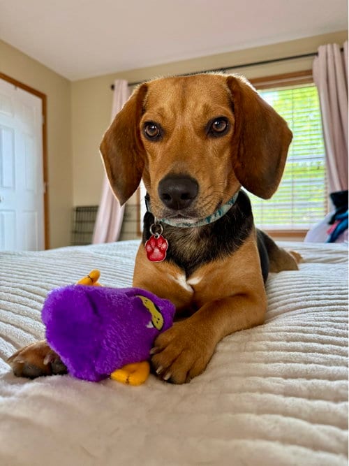 Photo of Tip Toe, adoptable Beagle in St. Louis Park, Minnesota