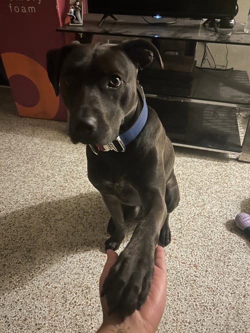 Photo of Amor, adoptable Terrier in Miami, Florida