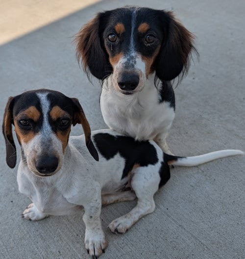 Photo of Dolly and Patsy, adoptable Dachshund in Shelbyville, Tennessee