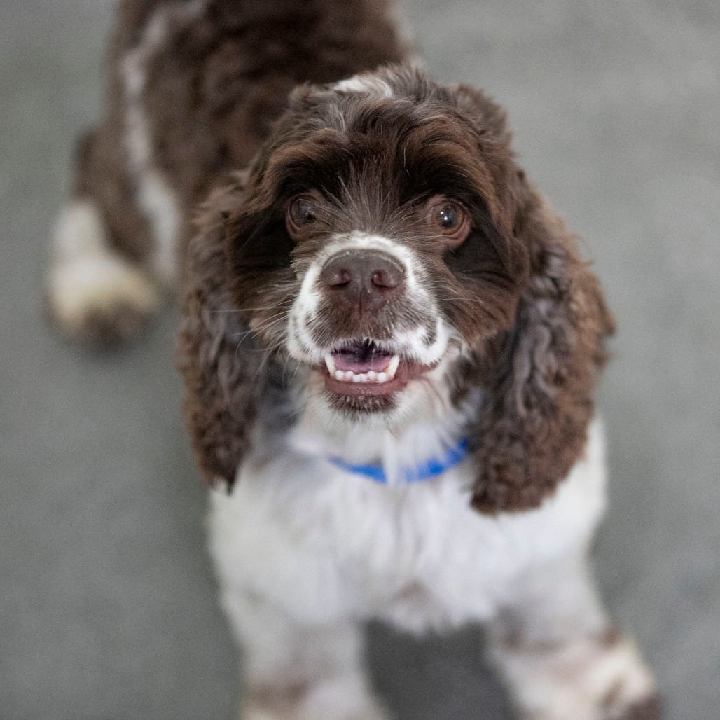 Photo of Smore (OT26-34), adoptable Spaniel, Cocker in Colorado Springs, Colorado