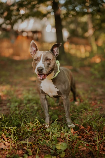 Photo of Gumdrop Button, adoptable dog in Atlanta, Georgia