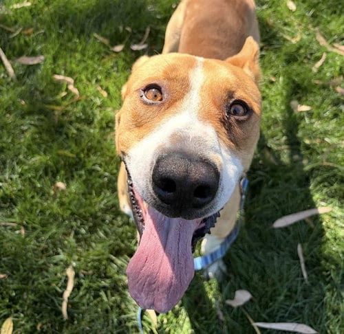 Photo of Dogfish, adoptable Pit Bull Terrier in Martinez, California