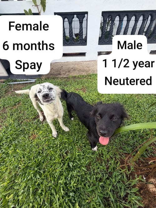 Photo of Orion, adoptable Cocker Spaniel in Virginia Beach, Virginia