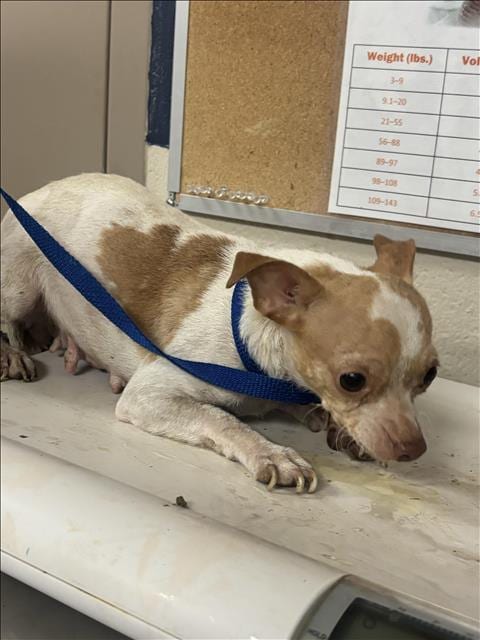 Photo of A433492, adoptable Chihuahua in Conroe, Texas