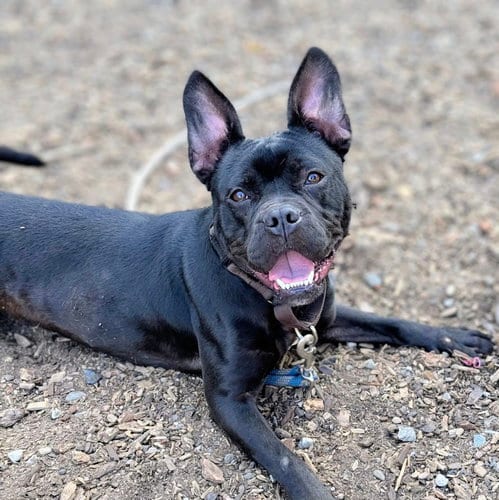 Photo of Cubby, adoptable Bulldog in Oakland, California