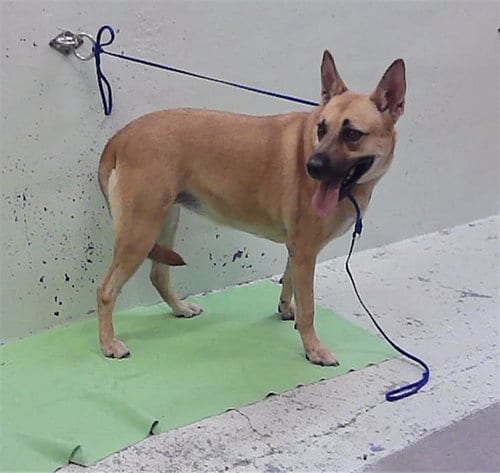 Photo of Lilo, adoptable Belgian Shepherd Malinois in Houston, Texas