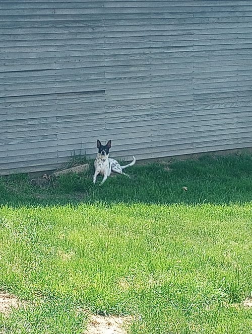 Photo of Kirby, adoptable Terrier in Cedar Rapids, Iowa
