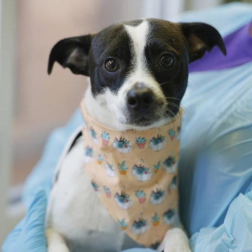 Photo of Chico, adoptable Chihuahua in San Antonio, Texas