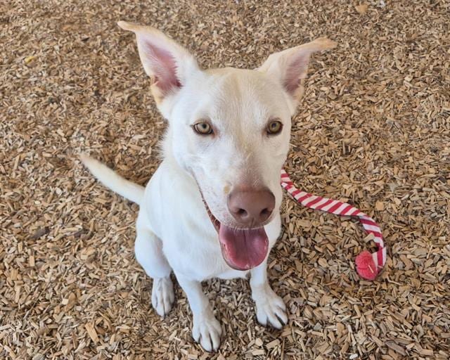 Photo of Nacho, adoptable Alaskan Husky mix in Albuquerque, New Mexico
