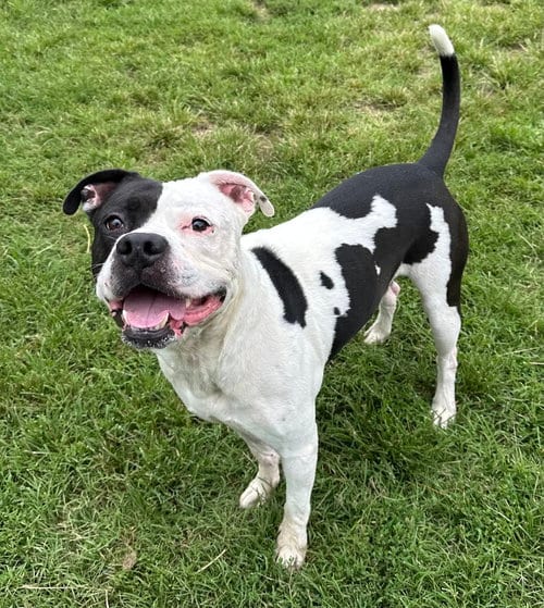 Photo of Max, adoptable Pit Bull Terrier in Evansville, Indiana