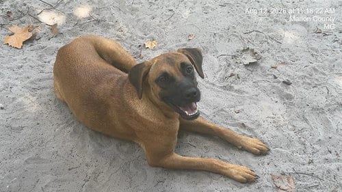 Photo of Ginger, adoptable German Shepherd Dog in Ocala, Florida