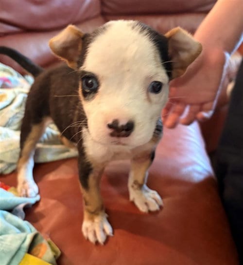 Photo of Sweet Pea, adoptable American Pit Bull Terrier in Mesa, Arizona