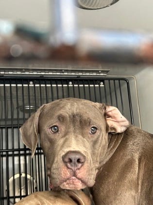 Photo of Little Baby, adoptable dog in Atlanta, Georgia