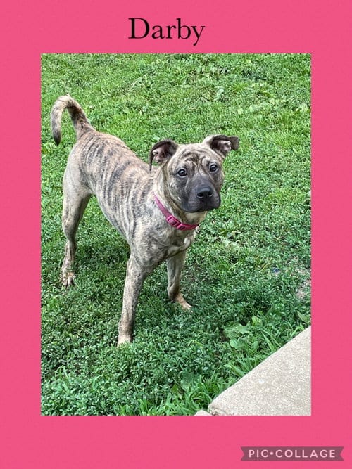 Photo of Darby, adoptable American Pit Bull Terrier in Kewanee, Illinois