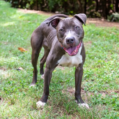 Photo of Carinthia, adoptable dog in Chamblee, Georgia